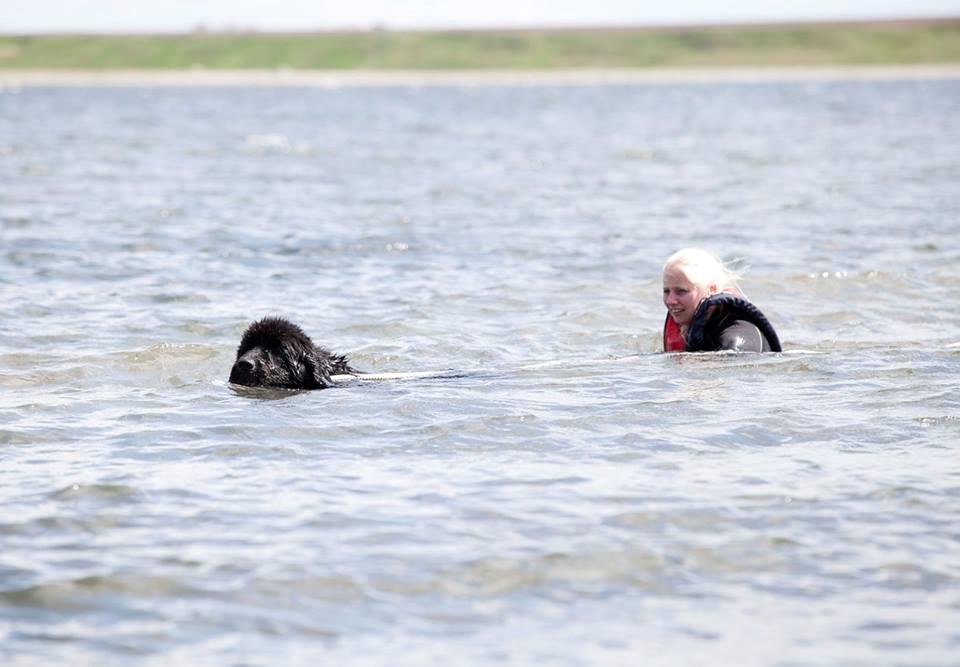 Newfoundlænder StarQuality's AnnaMarie's Karla billede 45