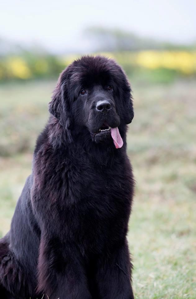 Newfoundlænder StarQuality's AnnaMarie's Karla billede 46