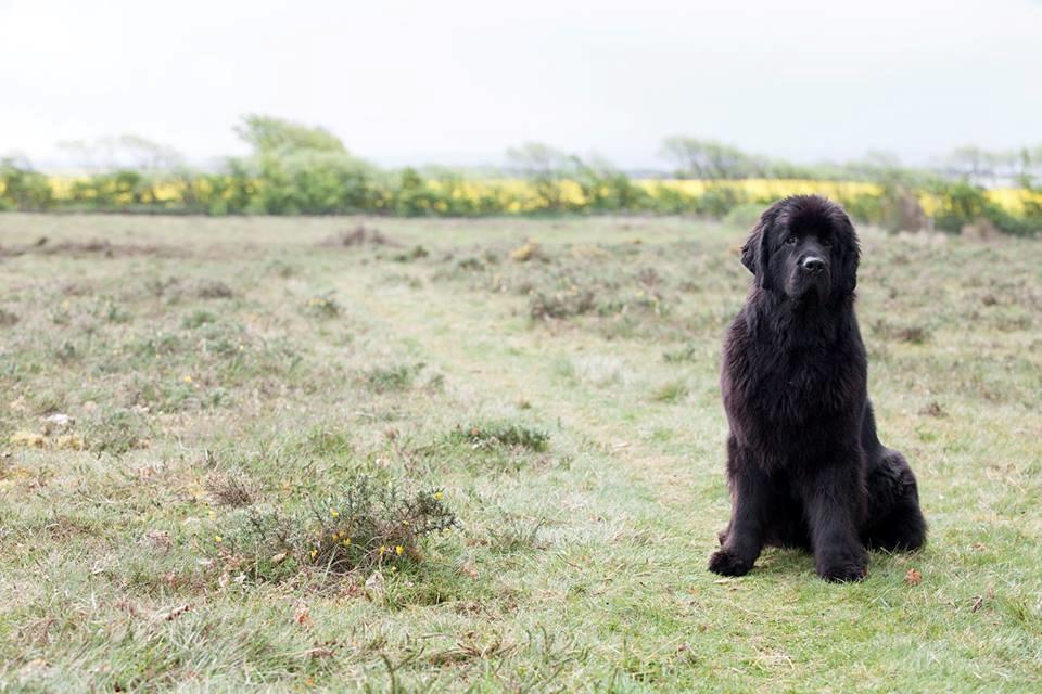 Newfoundlænder StarQuality's AnnaMarie's Karla billede 47