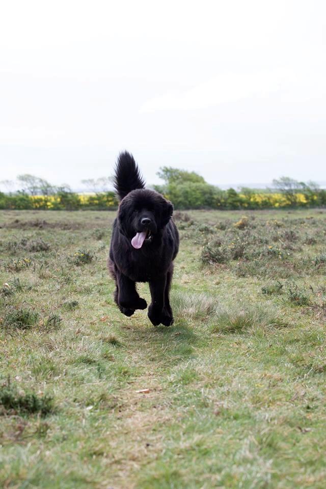 Newfoundlænder StarQuality's AnnaMarie's Karla - Et stk. kat. billede 29