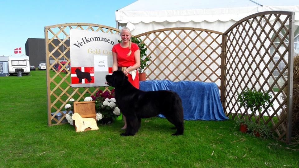 Newfoundlænder StarQuality's AnnaMarie's Karla billede 48