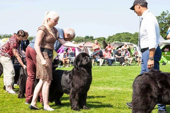 Newfoundlænder StarQuality's AnnaMarie's Karla billede 50