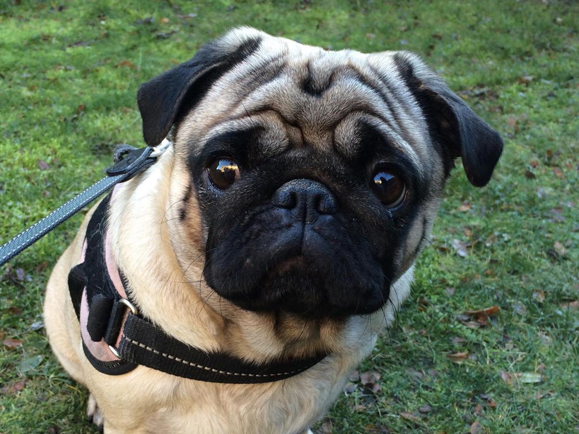 Mops Martha  billede 1