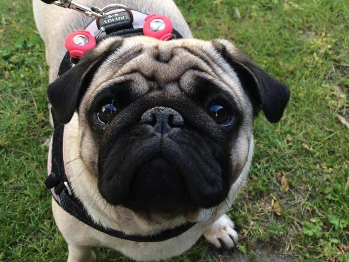 Mops Martha  billede 2