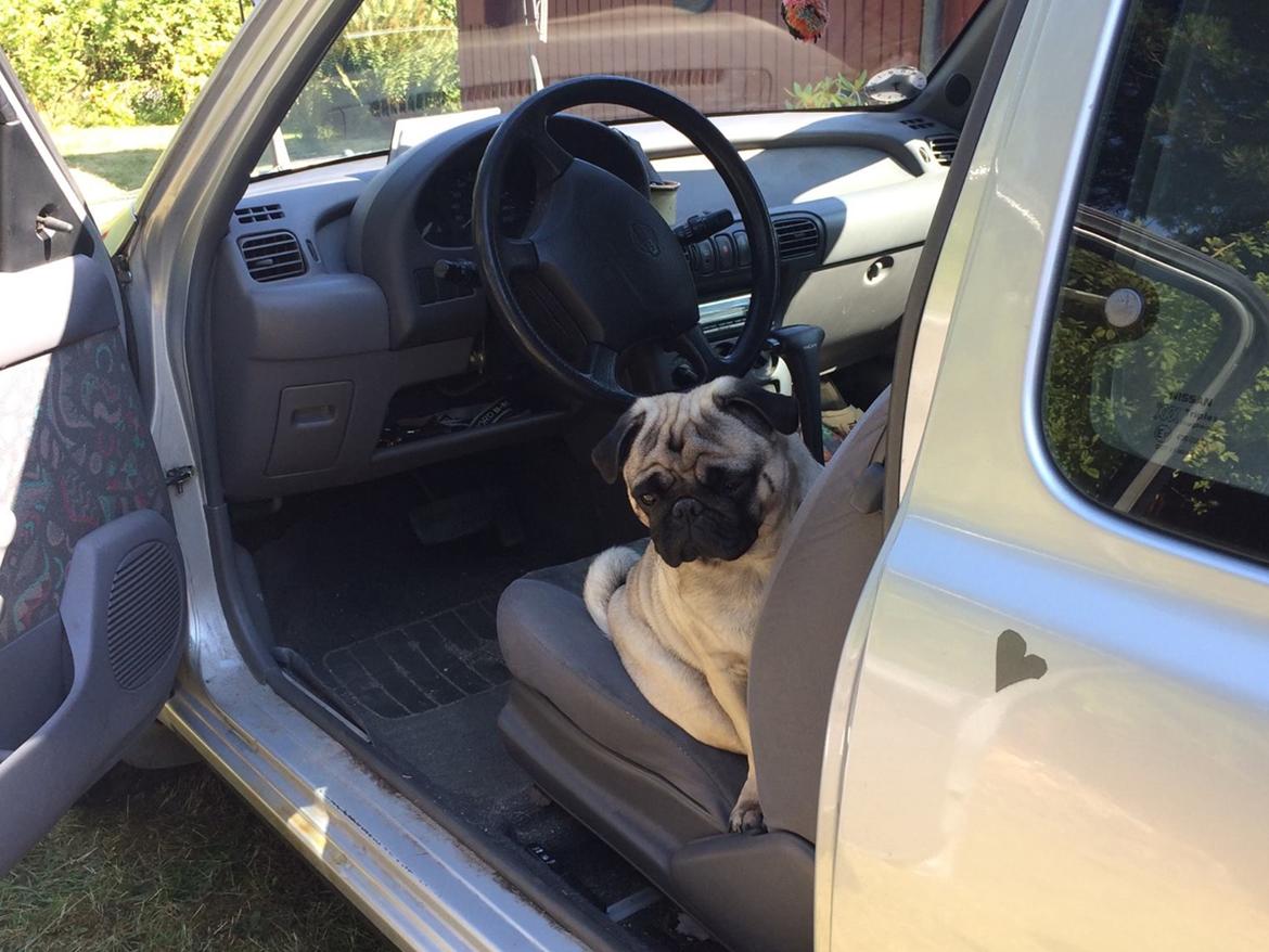 Mops Martha  billede 3