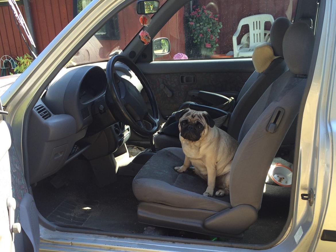 Mops Martha  billede 4