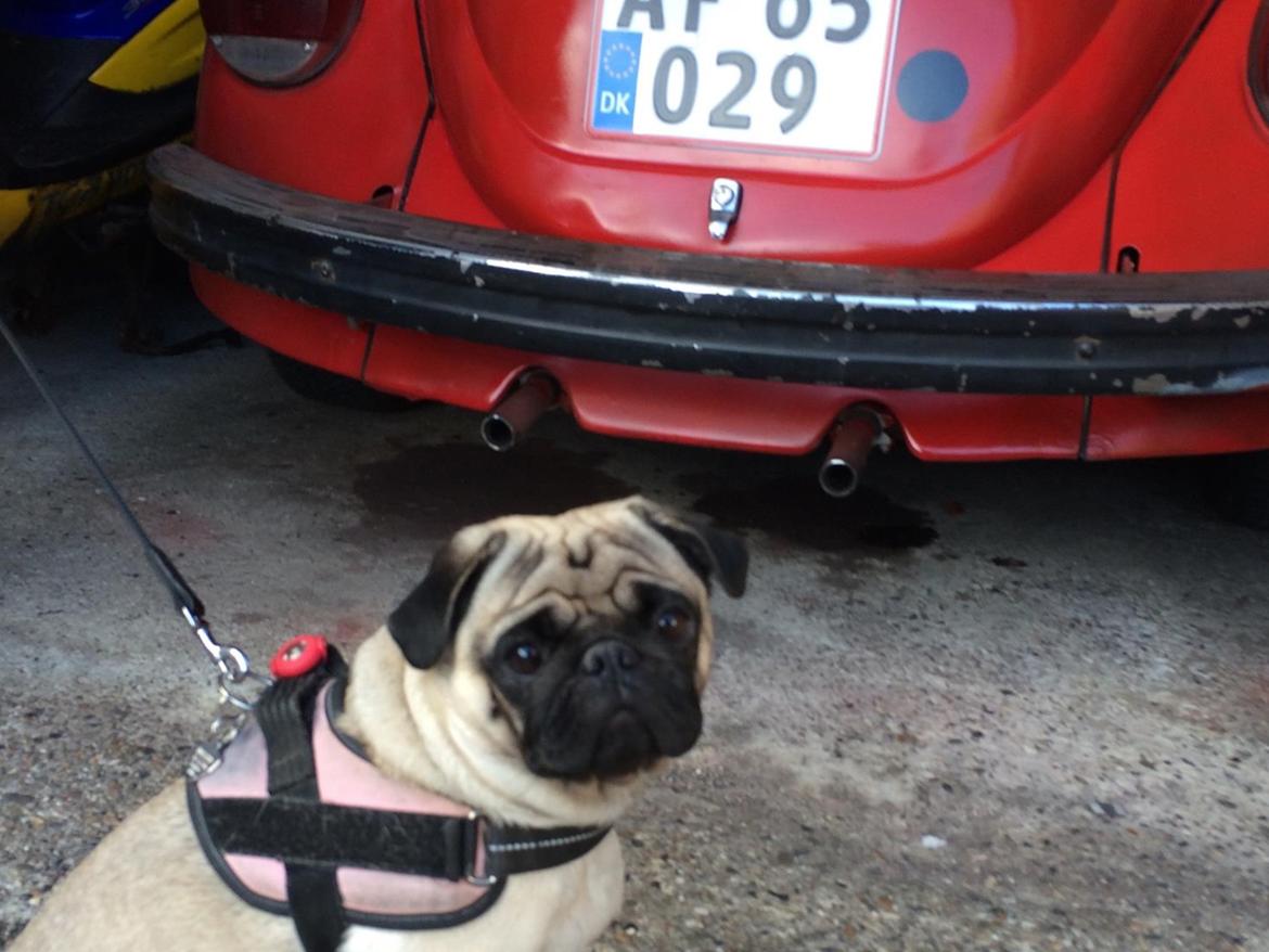 Mops Martha  - Martha er med ude i garagen  billede 5