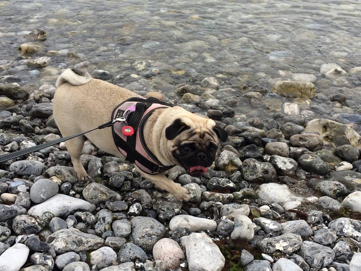 Mops Martha  billede 6