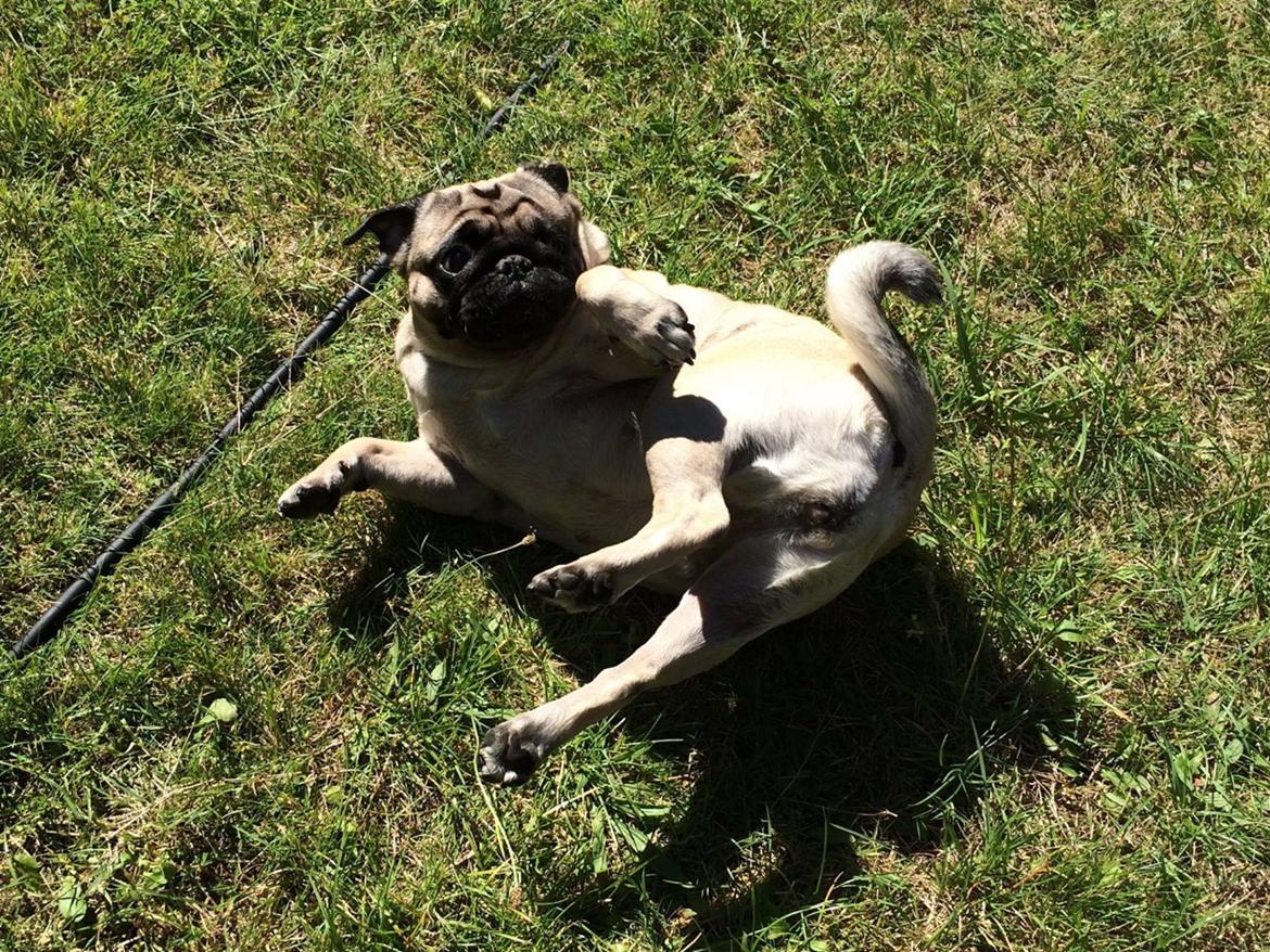 Mops Martha  - Martha ruller i haven  billede 7