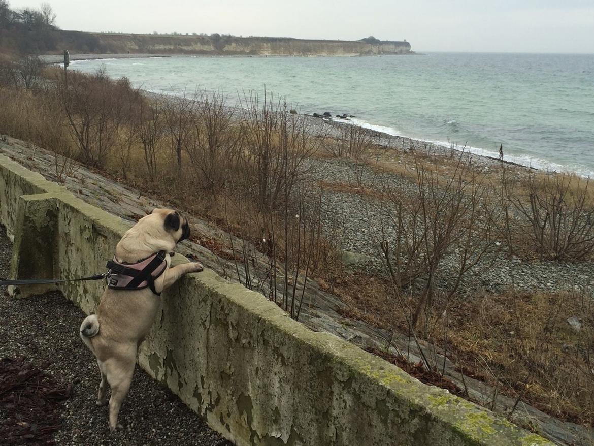 Mops Martha  - En tur ved Stevns klint  billede 8