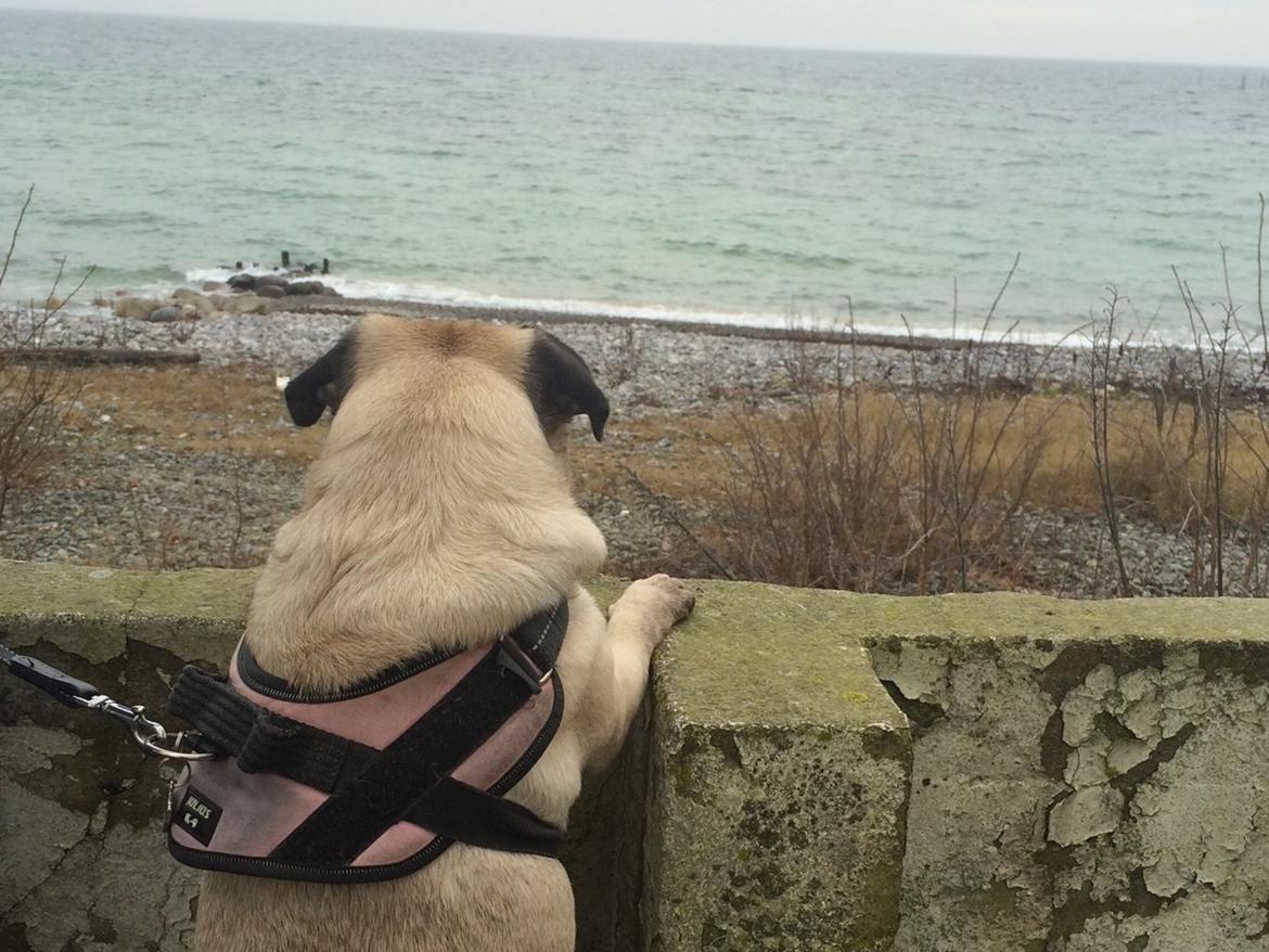 Mops Martha  billede 9