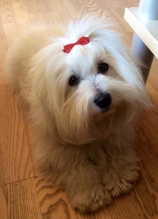 Coton de tulear Molly billede 6