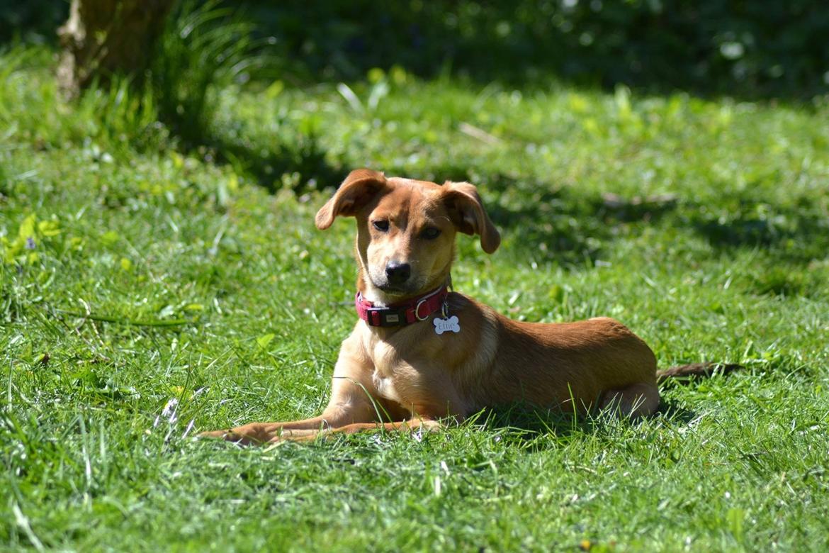 Blanding af racer Effie billede 1