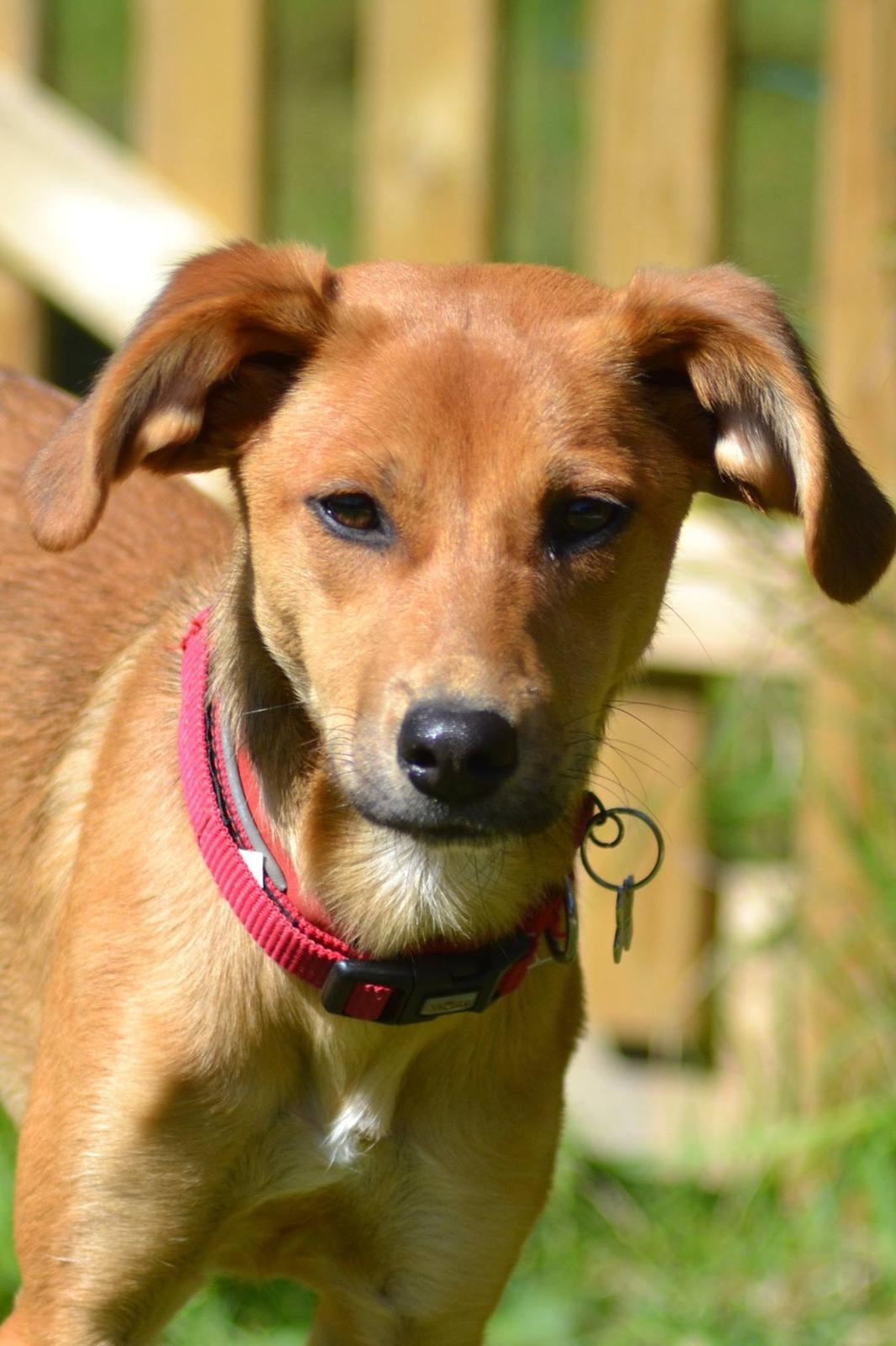 Blanding af racer Effie billede 2