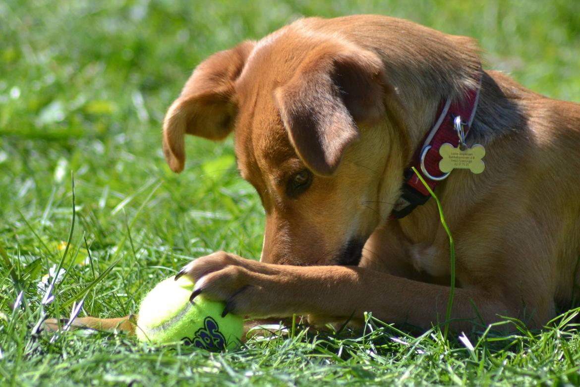 Blanding af racer Effie billede 3