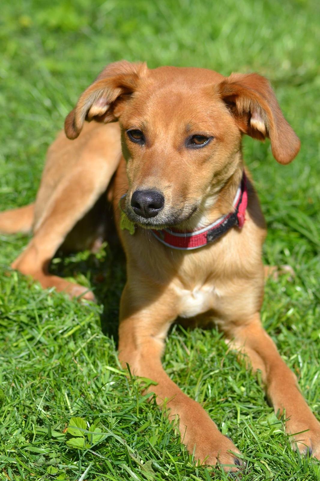 Blanding af racer Effie billede 4