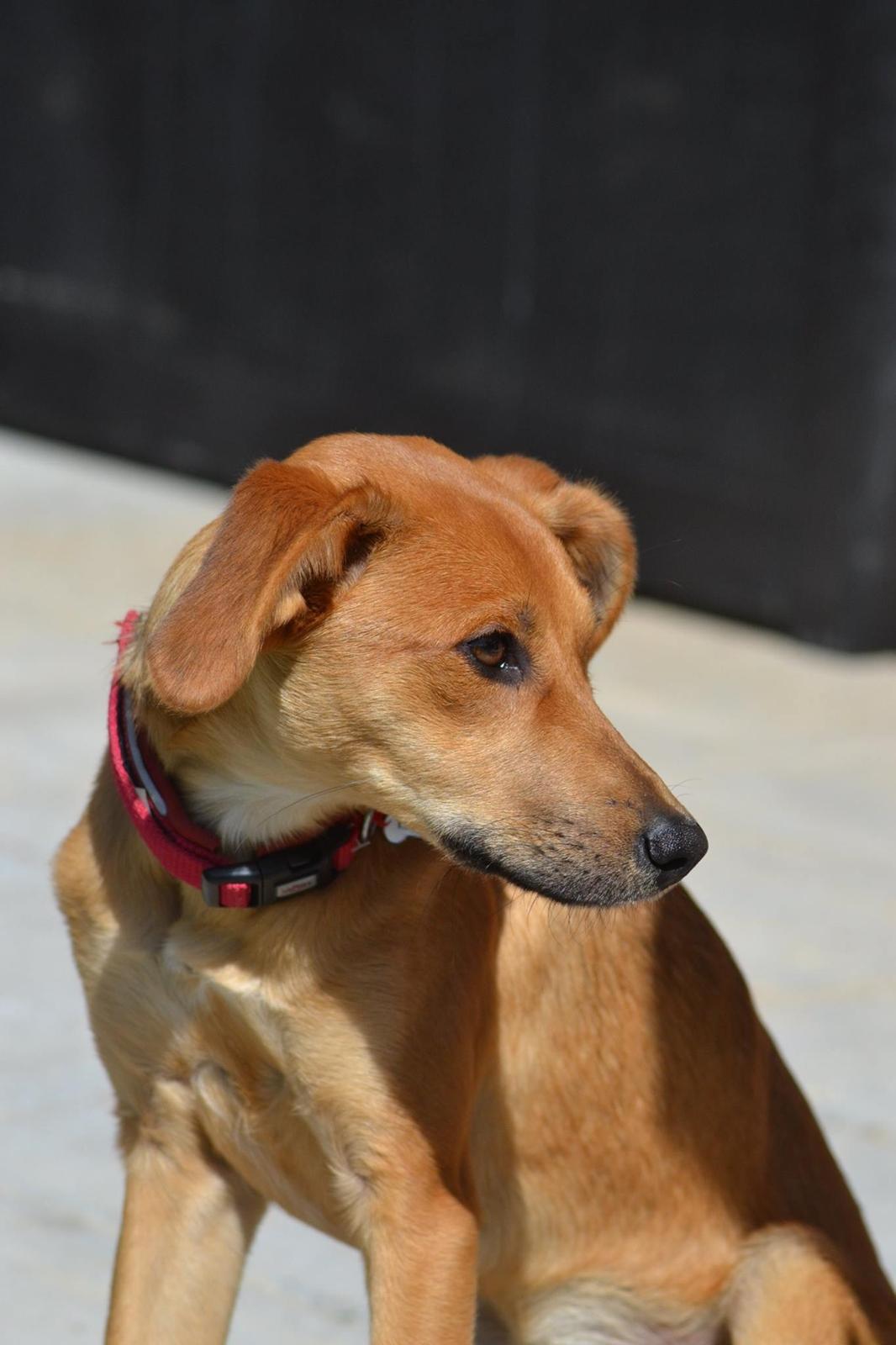 Blanding af racer Effie billede 5