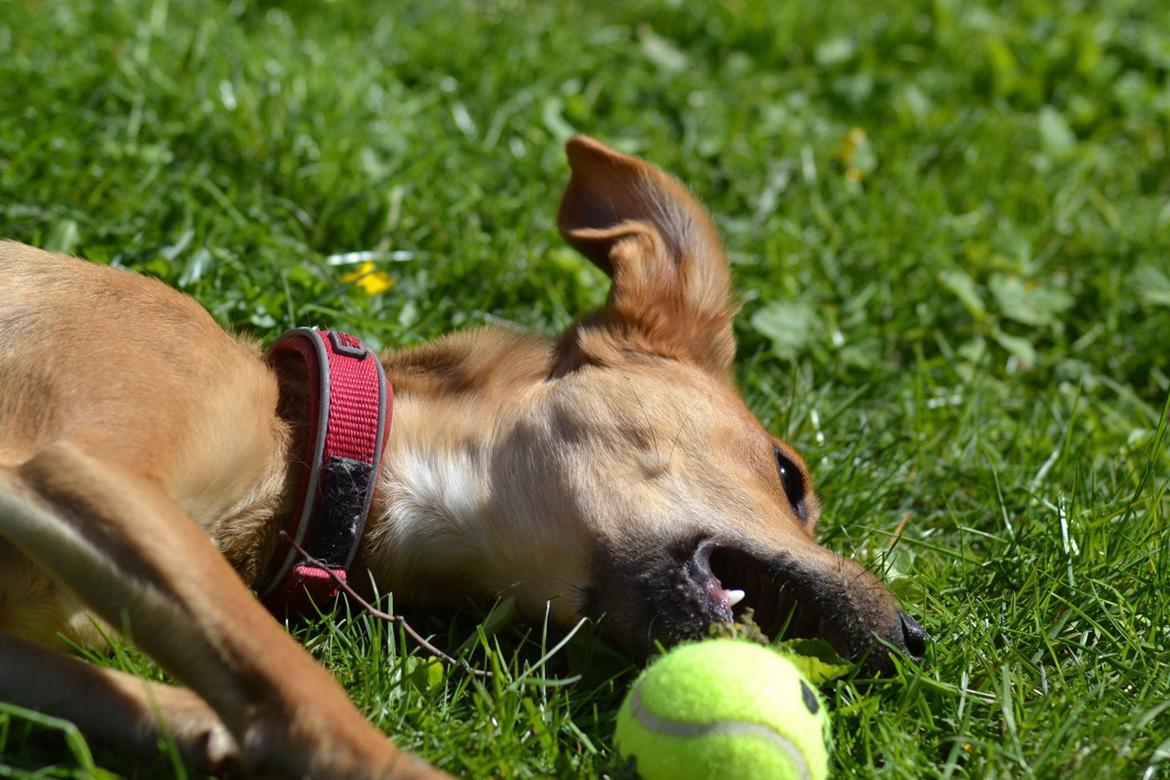 Blanding af racer Effie billede 6