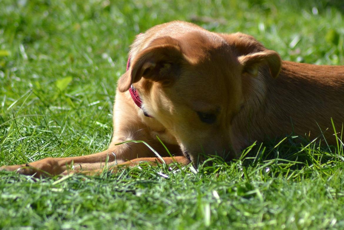 Blanding af racer Effie billede 7