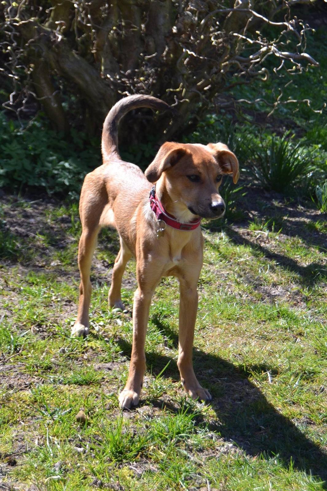 Blanding af racer Effie billede 9