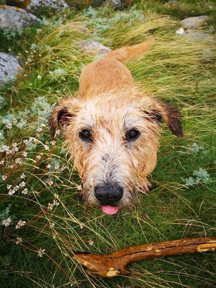 Irish Glen of Imaal Terrier Aiofe (Aifi) billede 27