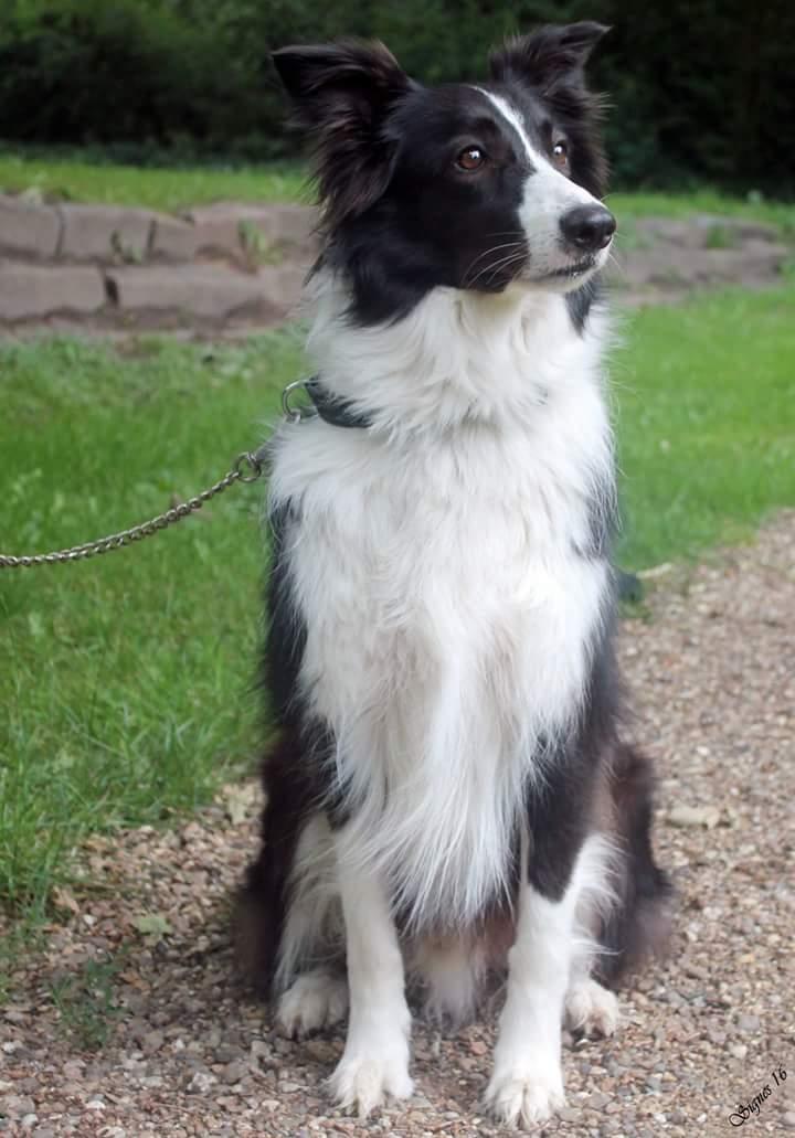 Border collie Kato - jeg ved godt jeg er smuk når jeg sidder her og troner billede 31