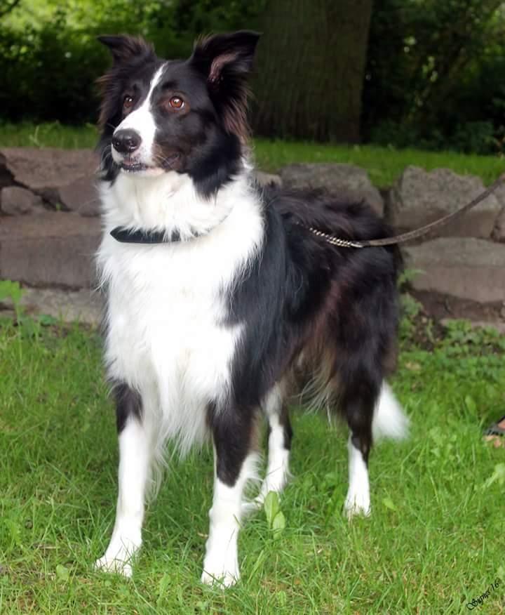 Border collie Kato - der var en gås der skrappede billede 33