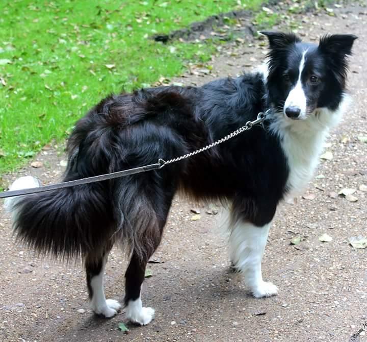 Border collie Kato - Katrine hvorfor snakker hende der med den store sorte dims til mig  billede 34