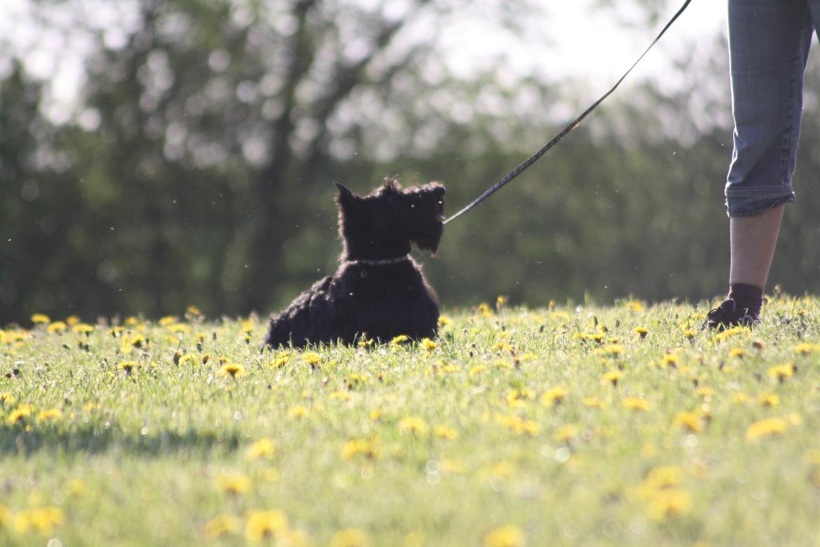 Skotsk terrier Bagia - Hundetræning billede 1