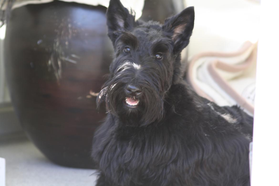 Skotsk terrier Bagia - Posere lige billede 2