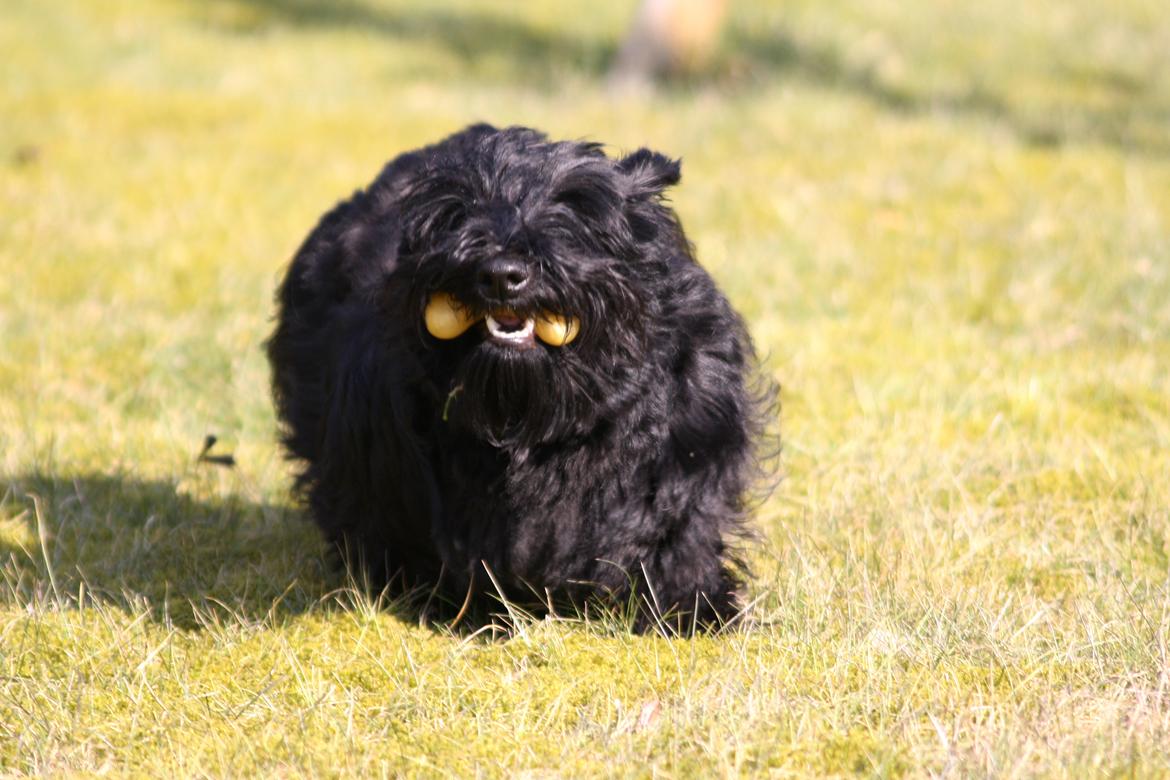 Skotsk terrier Bagia - iiih, hvor jeg dygtig billede 3