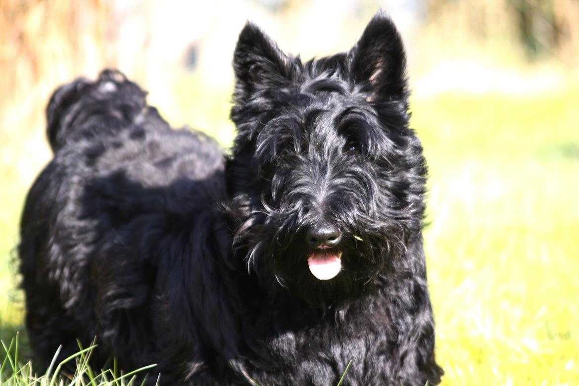 Skotsk terrier Bagia - Tykke pels billede 4