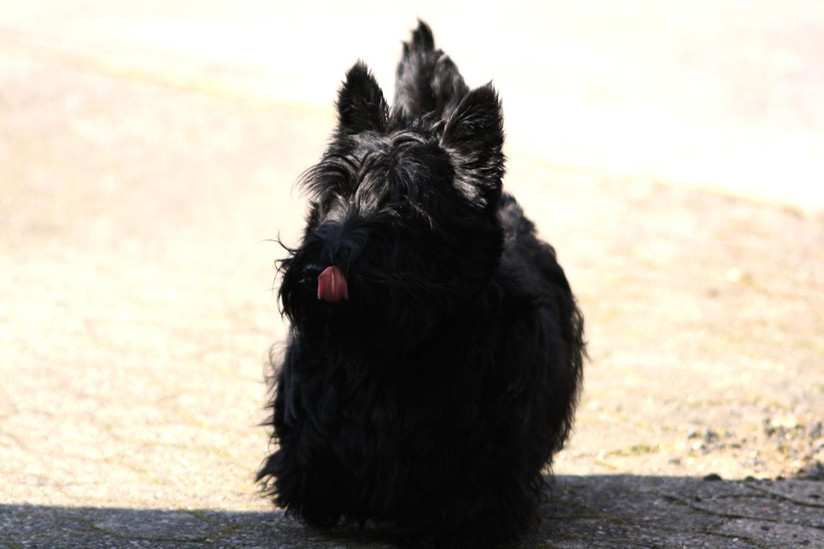 Skotsk terrier Bagia - Nom nom billede 5
