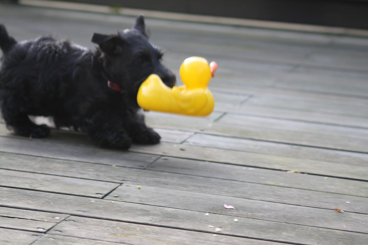 Skotsk terrier Bagia - Hvalpebillede - elsker den and! (Den er desværre smidt ud i dag, da hun bed hovedet af den) billede 6