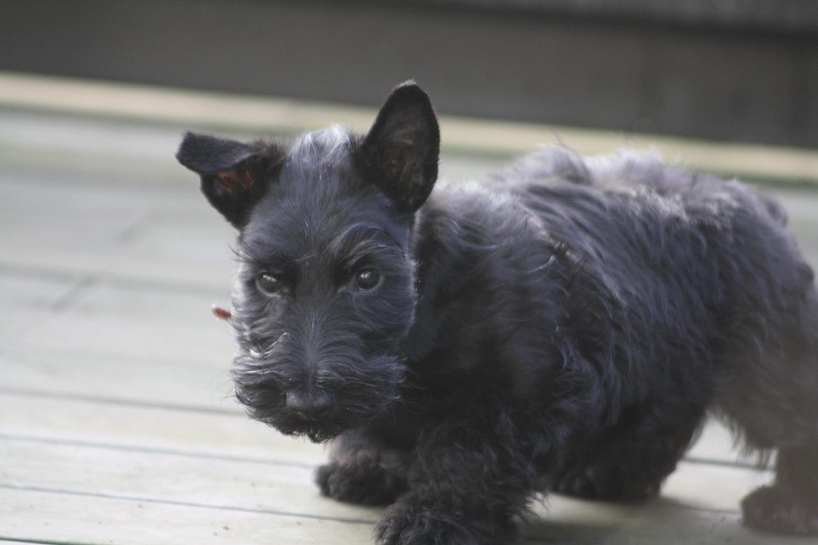 Skotsk terrier Bagia - Hænge øre, for sødt billede 7