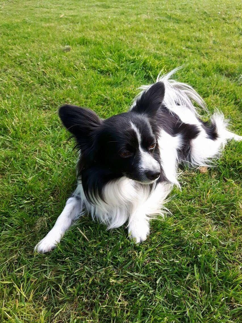 Papillon Malthe billede 2