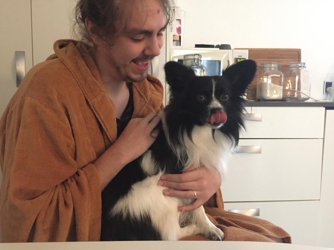 Papillon Malthe billede 4