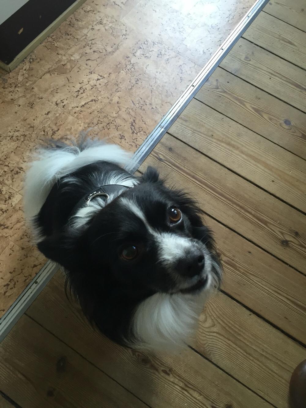 Papillon Malthe billede 5