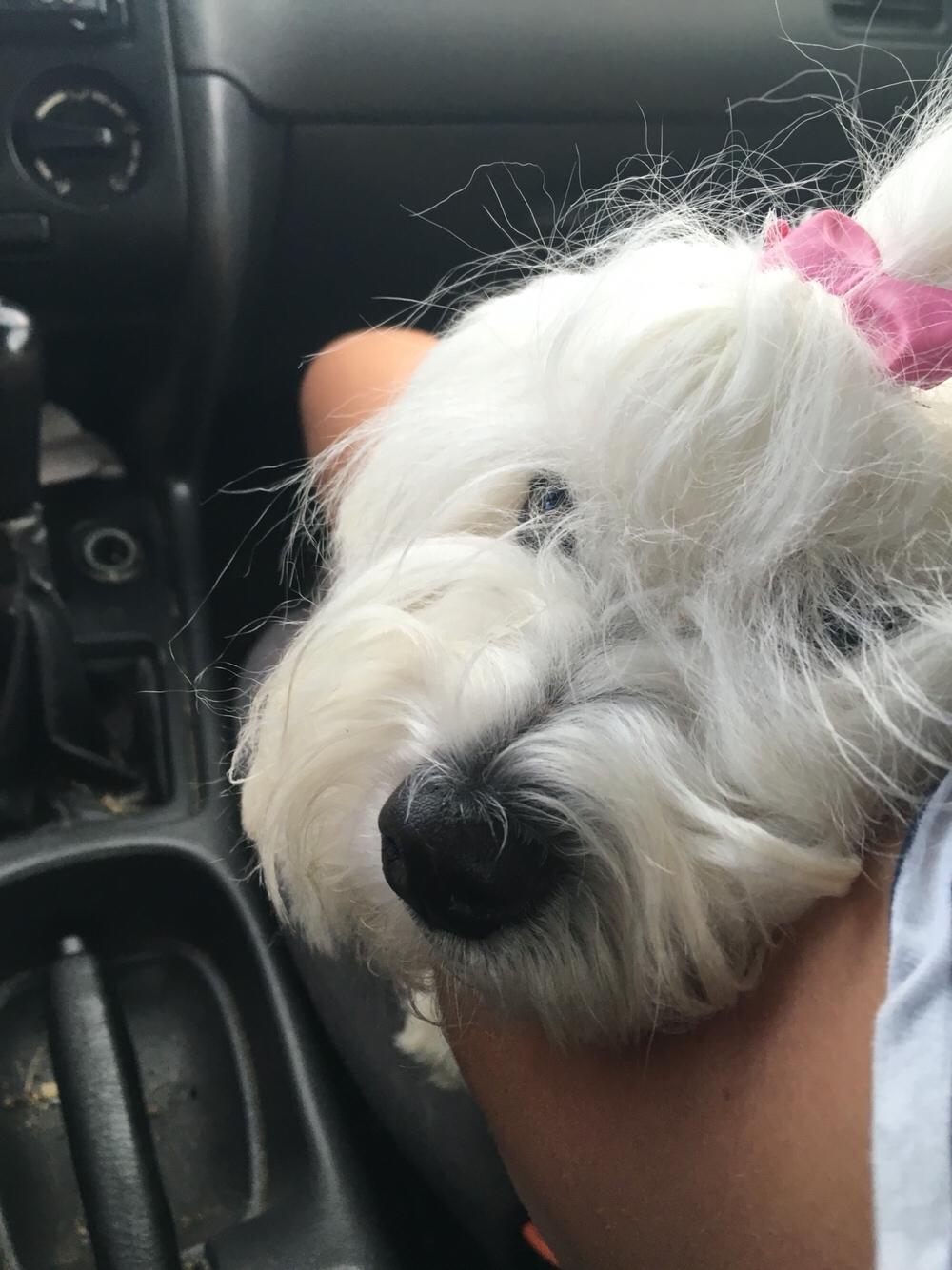 Coton de tulear Molly billede 7