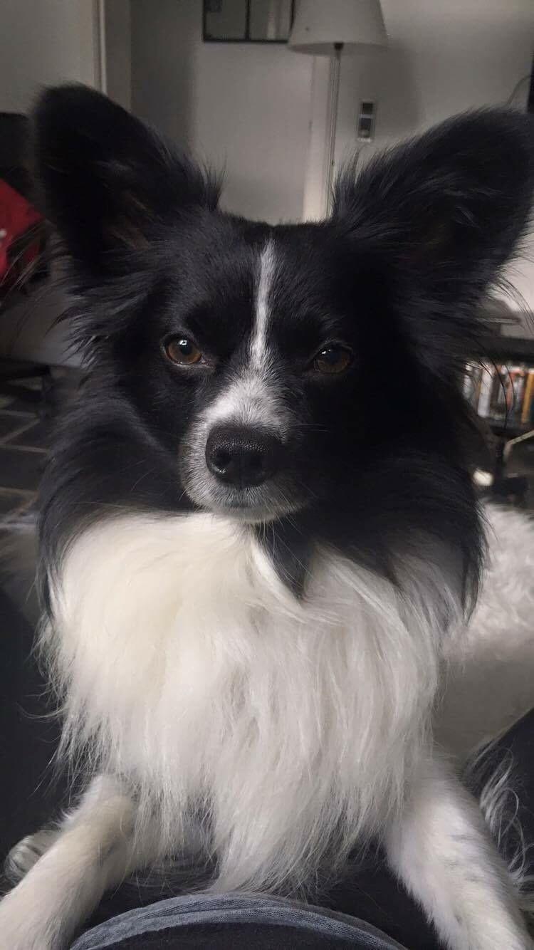 Papillon Malthe billede 6