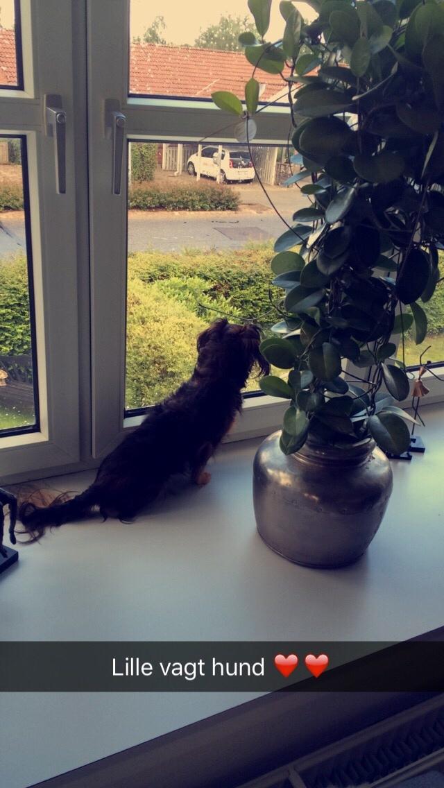 Miniature gravhund Fie  billede 9