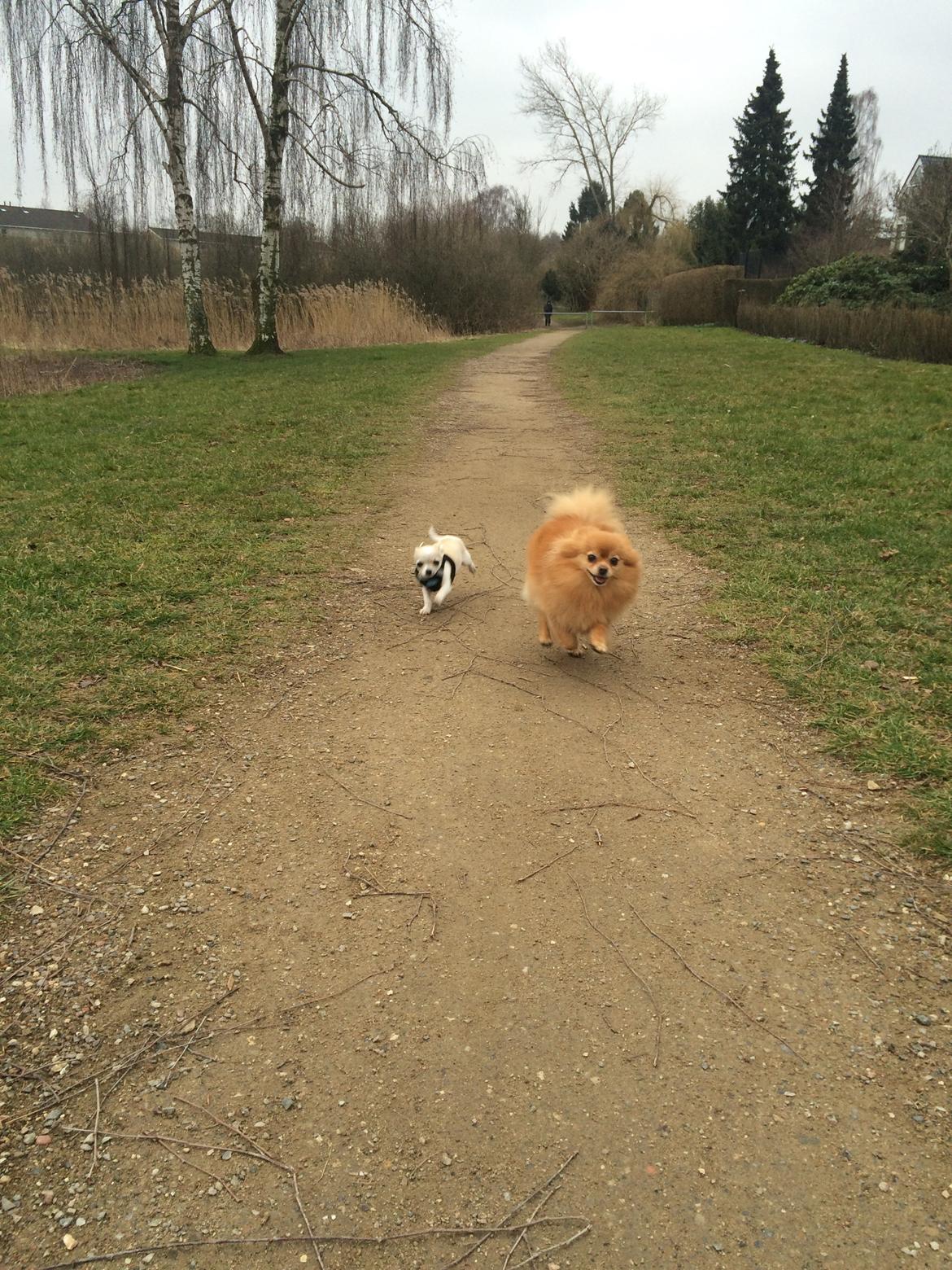 Pomeranian Naya Yasmin a.k.a. Naya billede 19