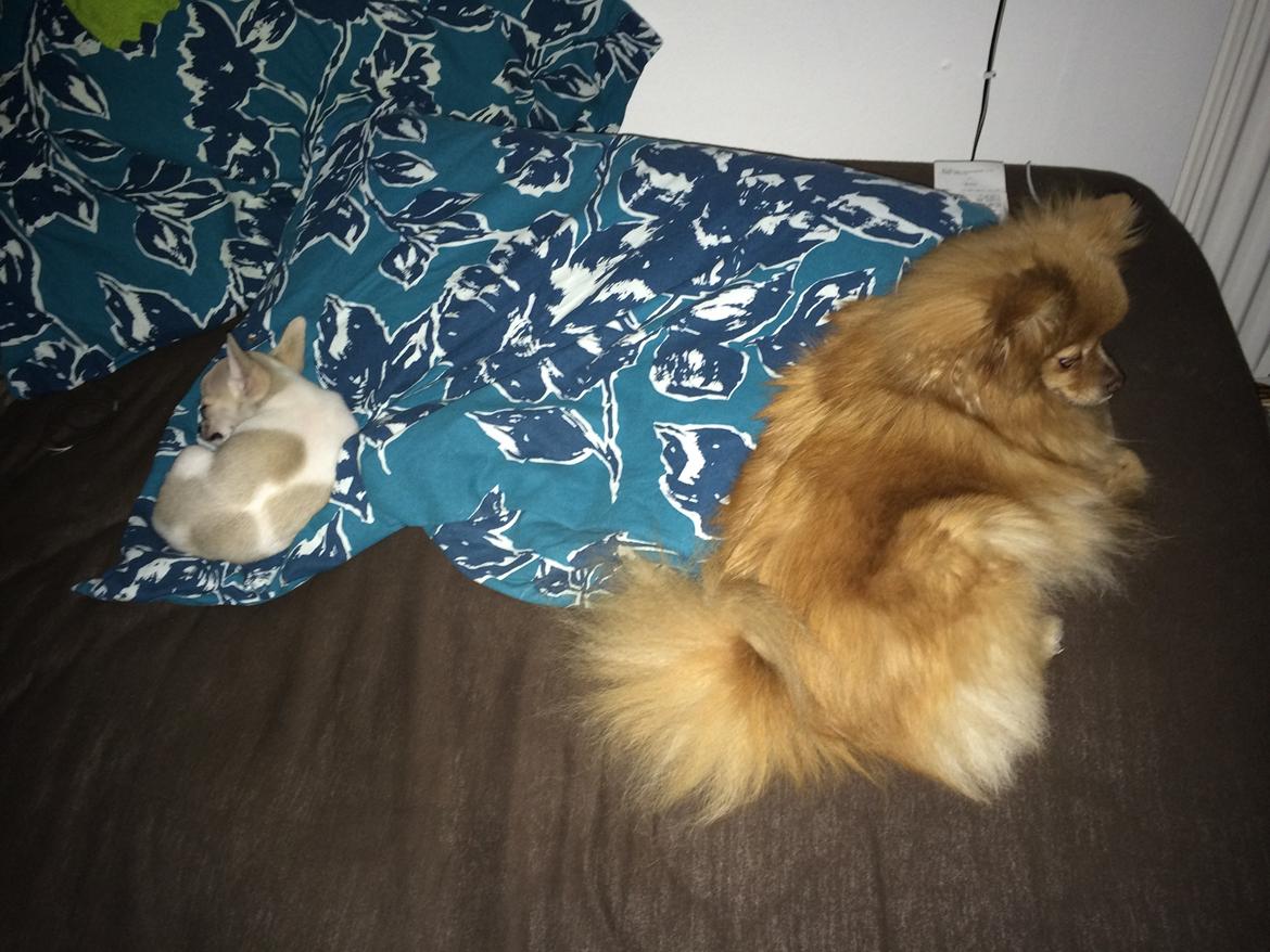 Pomeranian Naya Yasmin a.k.a. Naya - Naya har fået en "lillesøster" her er Hope :)  billede 18