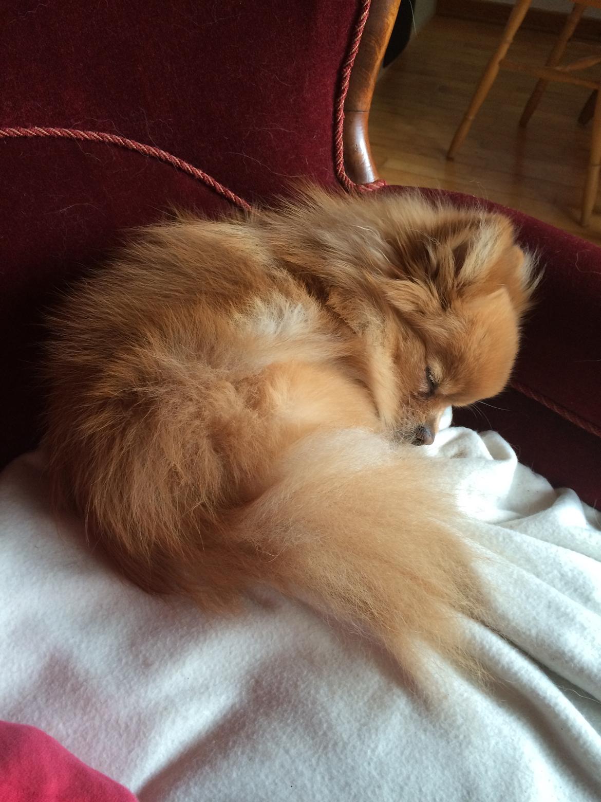 Pomeranian Naya Yasmin a.k.a. Naya billede 21