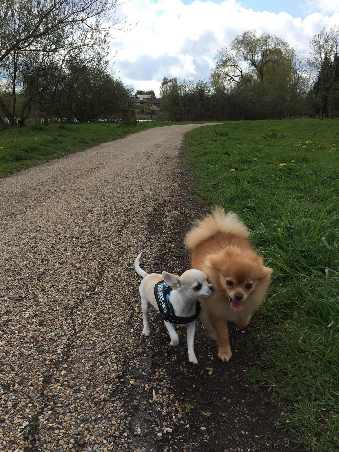 Pomeranian Naya Yasmin a.k.a. Naya billede 22