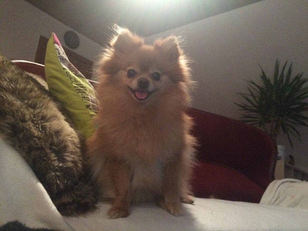 Pomeranian Naya Yasmin a.k.a. Naya billede 20