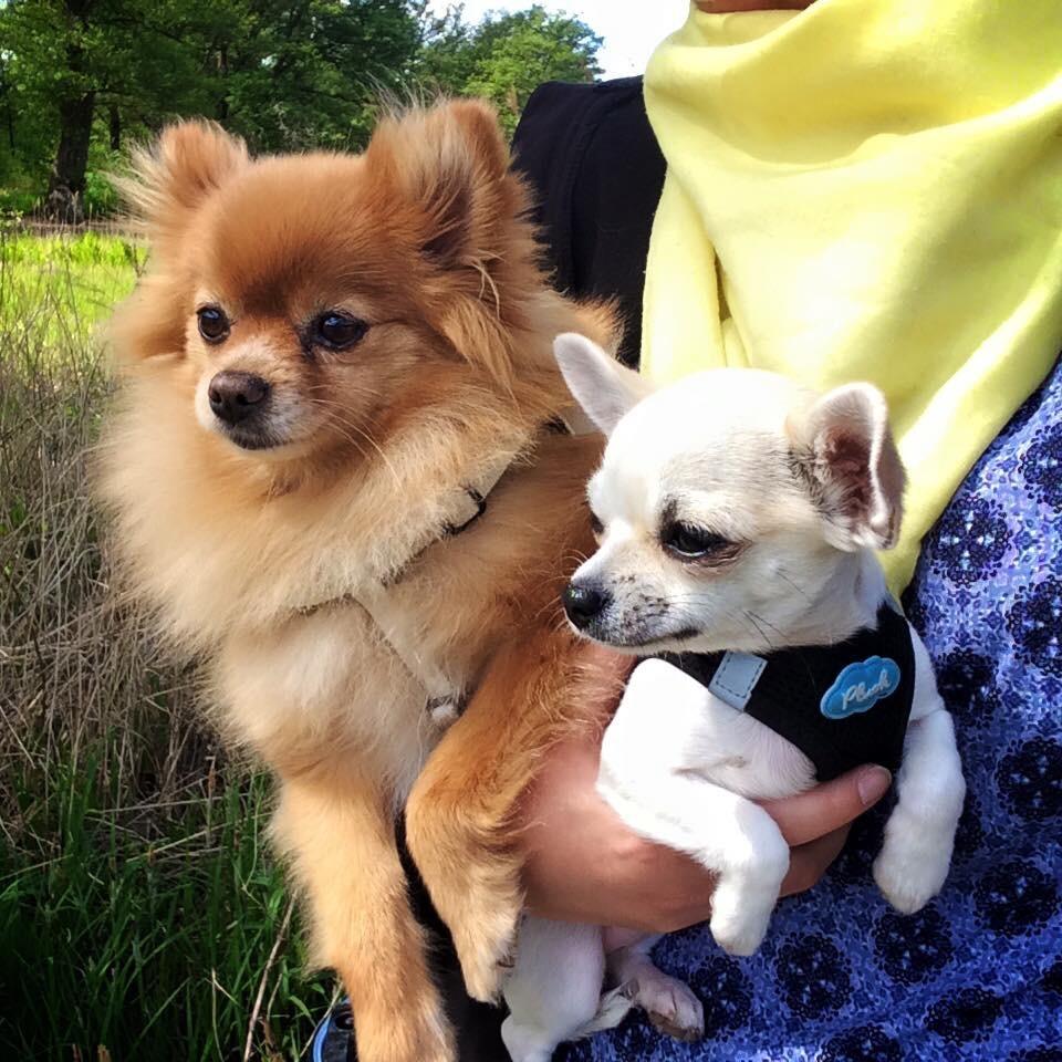 Pomeranian Naya Yasmin a.k.a. Naya billede 23