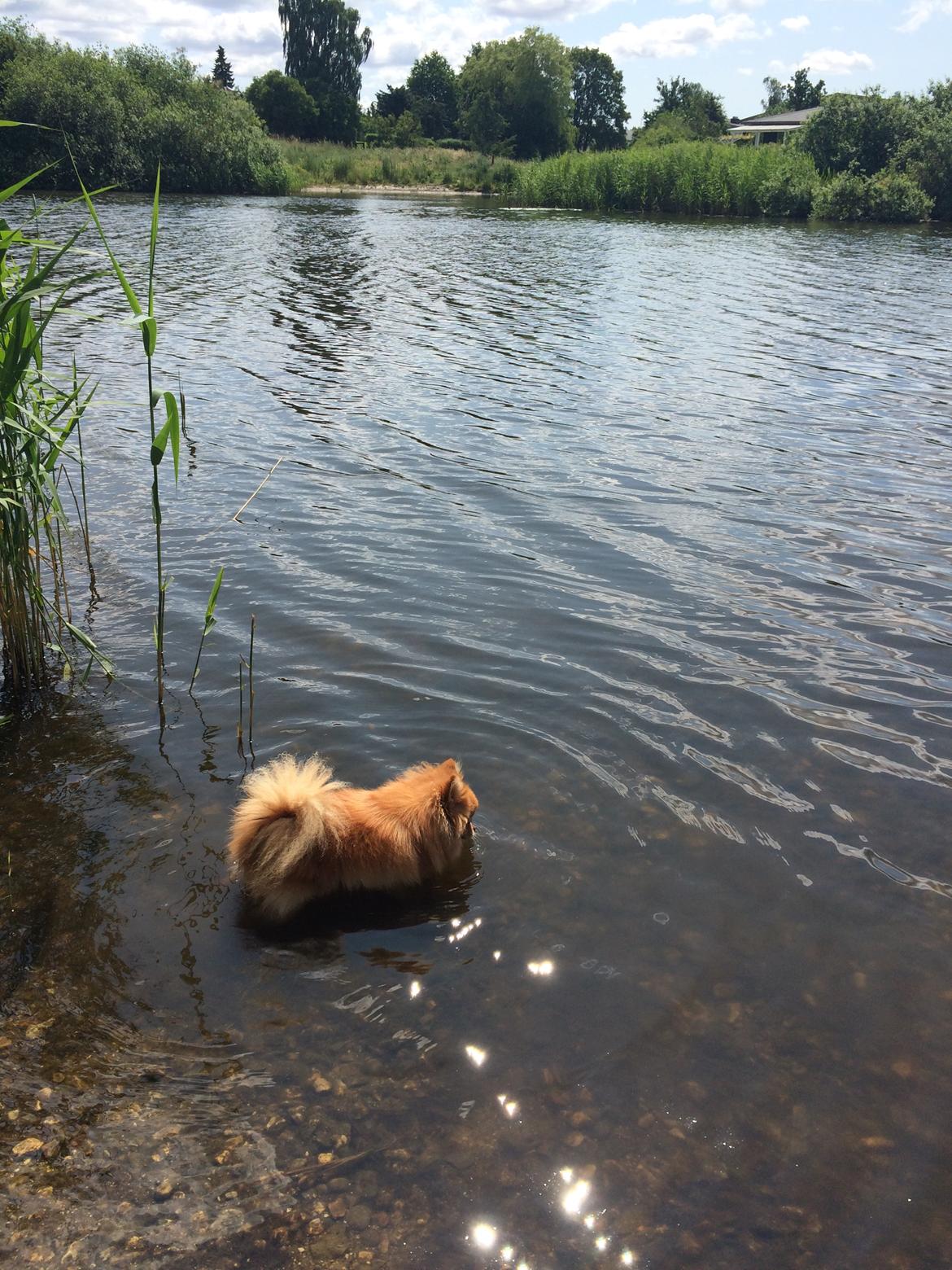 Pomeranian Naya Yasmin a.k.a. Naya - Naya elsker at soppe :)  billede 25