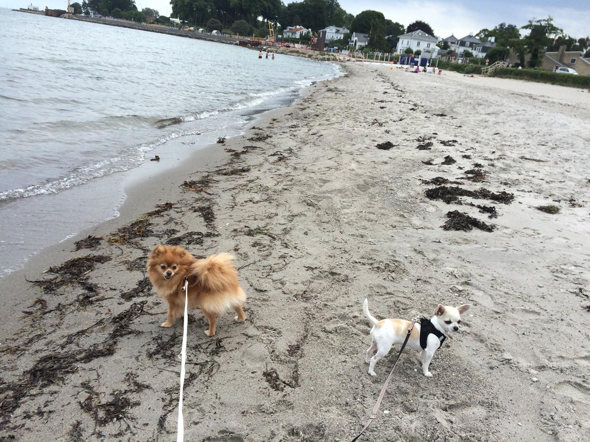 Pomeranian Naya Yasmin a.k.a. Naya billede 26