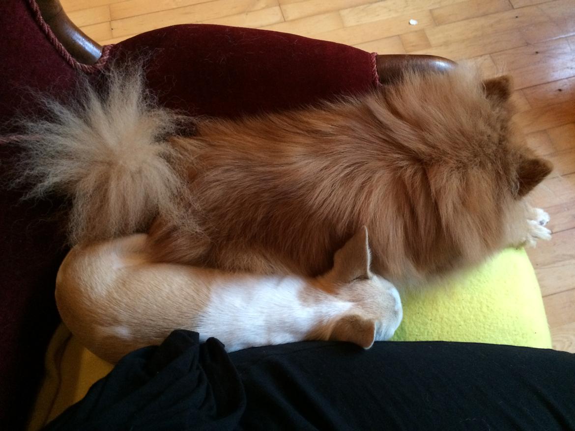 Pomeranian Naya Yasmin a.k.a. Naya billede 27